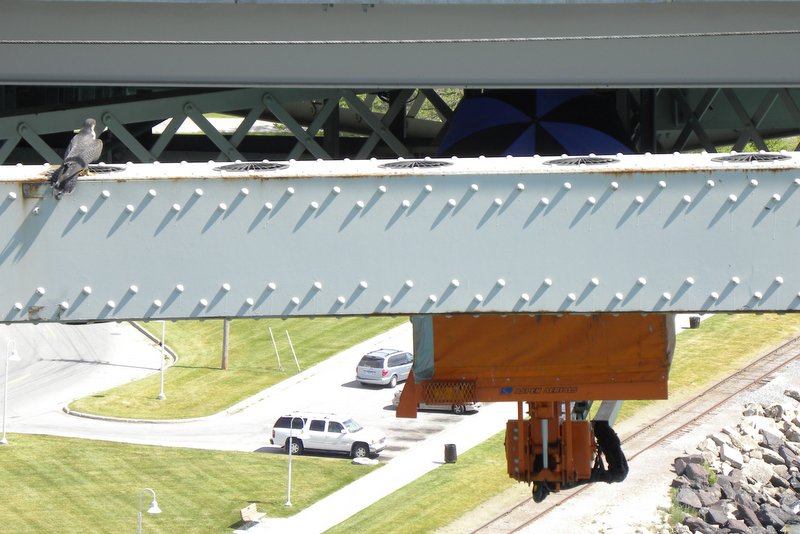 Tonga watching the banding of 5 chicks at the Blue Water Bridge, Port Huron, by Barb Baldinger, 5/31/2012